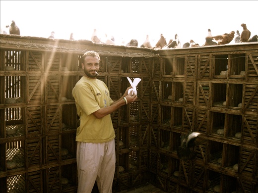 pigeon coop tender, islamic cairo