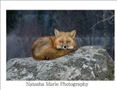 by ladytnice, Views[307]