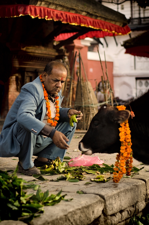 The third day of Tihar is for the worship of cattle. A businessman feeds and decorates one of the venerated cows, free roaming in the alleyway. The festival will last 5 days.¬
