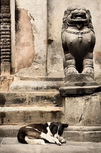 A dog rests at the footstep of a statue in Kathmandu, one day before thousands of people flood the streets to celebrate Tihar. The second day of the celebrations will be particularly important for this dog, as he will be treated as royalty.