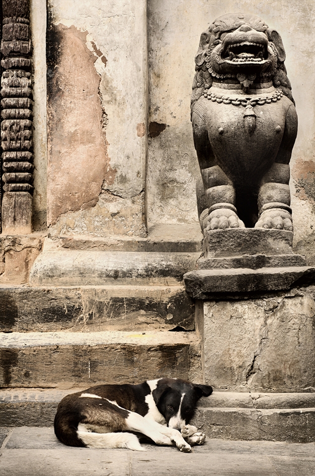 A dog rests at the footstep of a statue in Kathmandu, one day before thousands of people flood the streets to celebrate Tihar. The second day of the celebrations will be particularly important for this dog, as he will be treated as royalty.