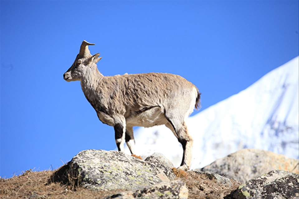 Bharal (blue mountain goats) 