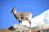 Bharal (blue mountain goats) : by laiju, Views[892]