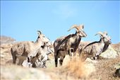 Bharal (blue mountain goats) : by laiju, Views[347]