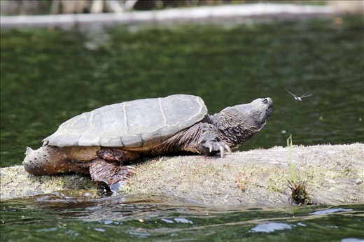 In Muskoka, Ontario, you'll face  your dragons, or just see the most breath-taking wildlife. It's my home for new adventures. Every year I go back, and it's the same. Every year I go back, and I create a beginning of bravery. Turtles are easily my favourite animals, maybe because I am a little envious of them,  with their laid-back lives. I feel like I live in a sea of changing currents, going with the flow, yet always struggling to reach the surface. 
