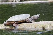 In Muskoka, Ontario, you'll face  your dragons, or just see the most breath-taking wildlife. It's my home for new adventures. Every year I go back, and it's the same. Every year I go back, and I create a beginning of bravery. Turtles are easily my favourite animals, maybe because I am a little envious of them,  with their laid-back lives. I feel like I live in a sea of changing currents, going with the flow, yet always struggling to reach the surface. : by lailastrazds, Views[216]