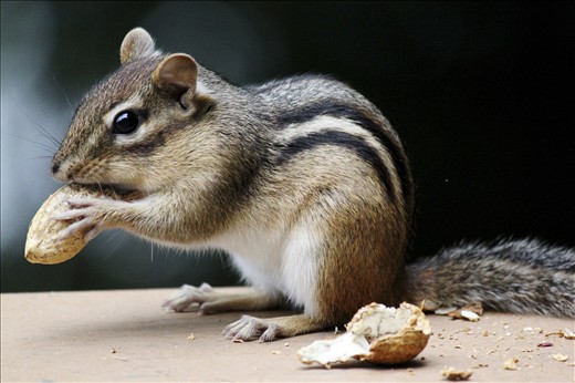 This is Chippy. He's sort of our summer pet. This is not a story of an adventure of mine, but rather the chipmunks. I believe it takes extreme bravery to trust humans to the point of pure dependence.
