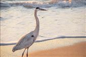 Florida life: by laina, Views[294]