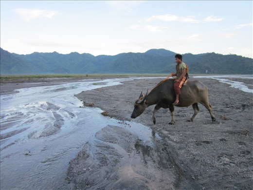 A Wilderness Life Within the City