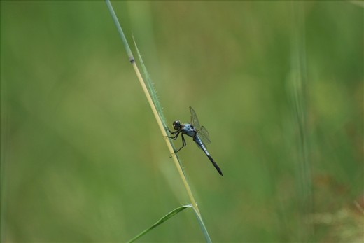 Small yet so detailed and colourful Dragonfly