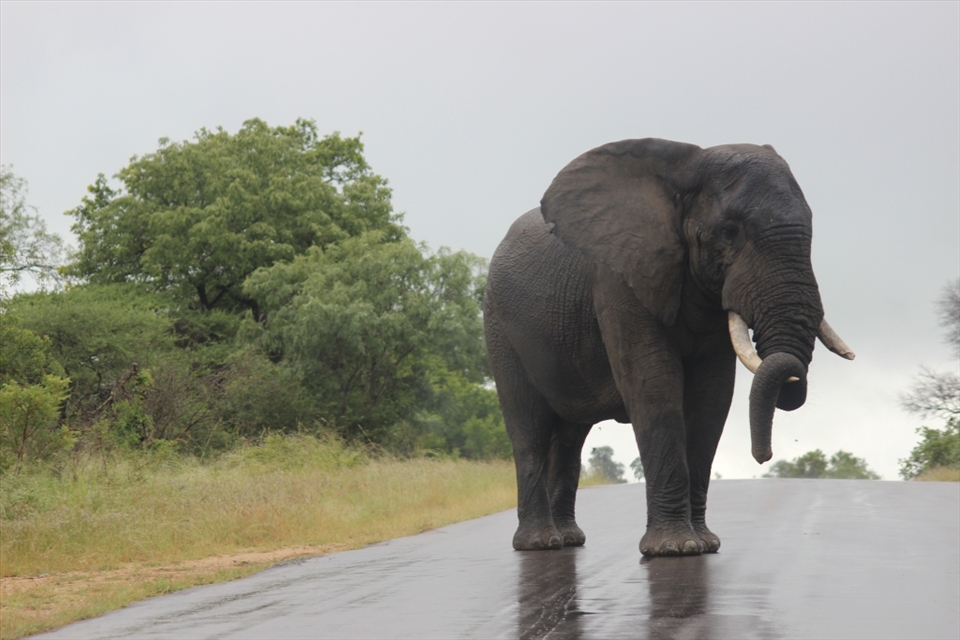 Elephant coming out to play after a rain storm