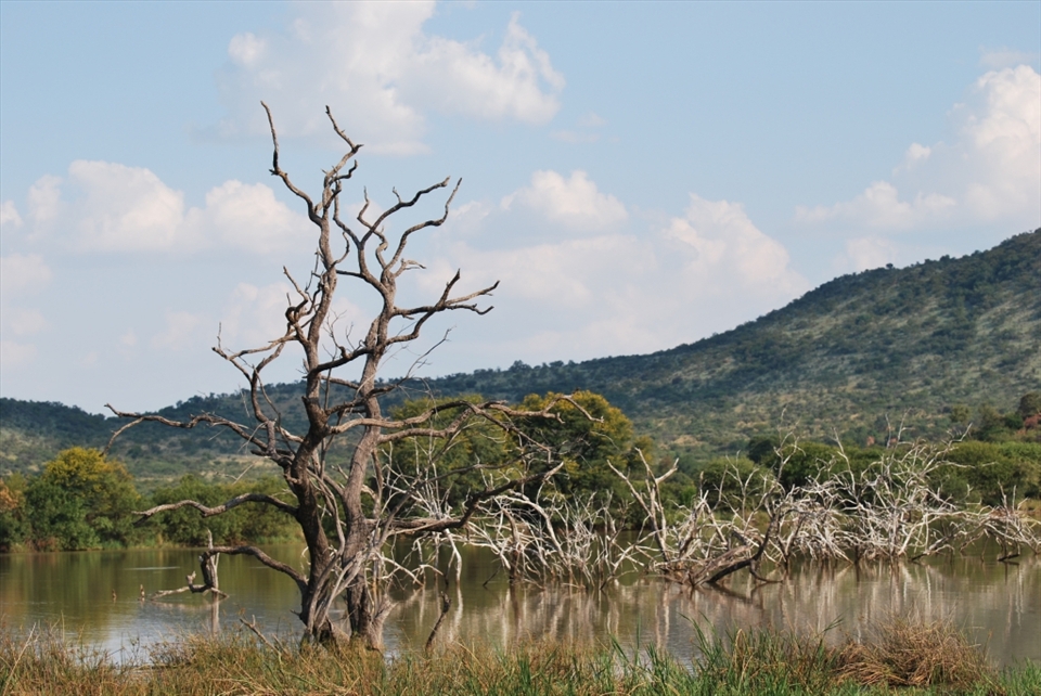 Beauty within dead trees