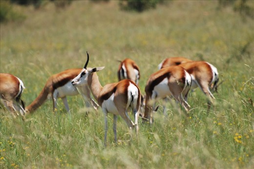 Placid Springboks soaking up the sun