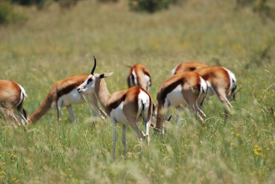 Placid Springboks soaking up the sun