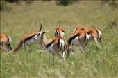 Placid Springboks soaking up the sun: by lakyn-shae, Views[257]