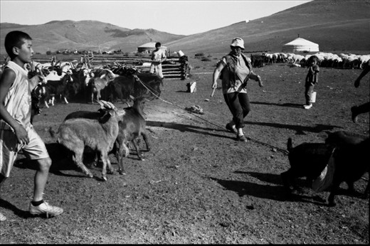 A Mongolian nomad family, staying in a valley, trying to put the goats back in the fence for milking before the dinner.