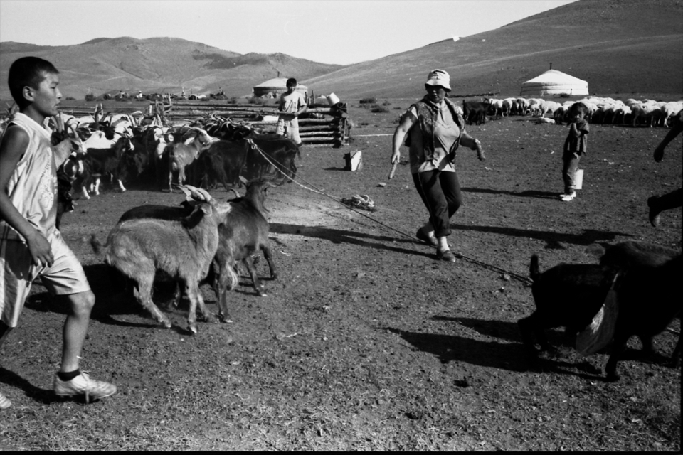 A Mongolian nomad family, staying in a valley, trying to put the goats back in the fence for milking before the dinner.