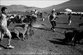 A Mongolian nomad family, staying in a valley, trying to put the goats back in the fence for milking before the dinner.: by lambpacker, Views[288]