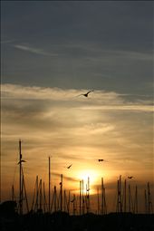 Bird's in the mast : by landscape_lover, Views[288]
