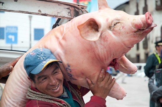 A man unloads the final pig of a pile of five , from the boot of his family car to take into the market hall for sale. San Pedro Markets, Cuzco, Peru.