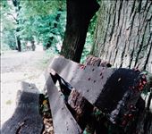 and, welcome to Sremski Karlovic. Home to a great philospher, nature and wine!: by larasabry, Views[200]