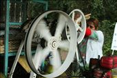 The lady is making sugar cane juice in her machine.: by larissa-casagrande, Views[587]