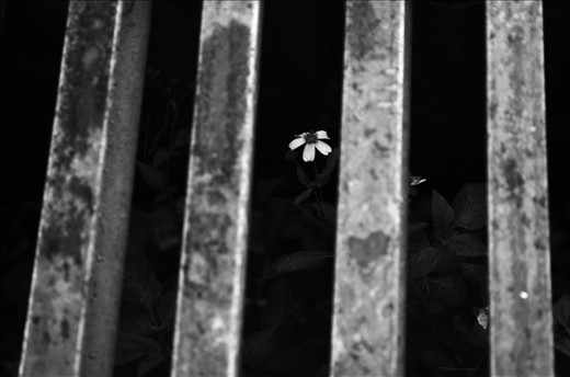 La pureza en lo mas oscuro