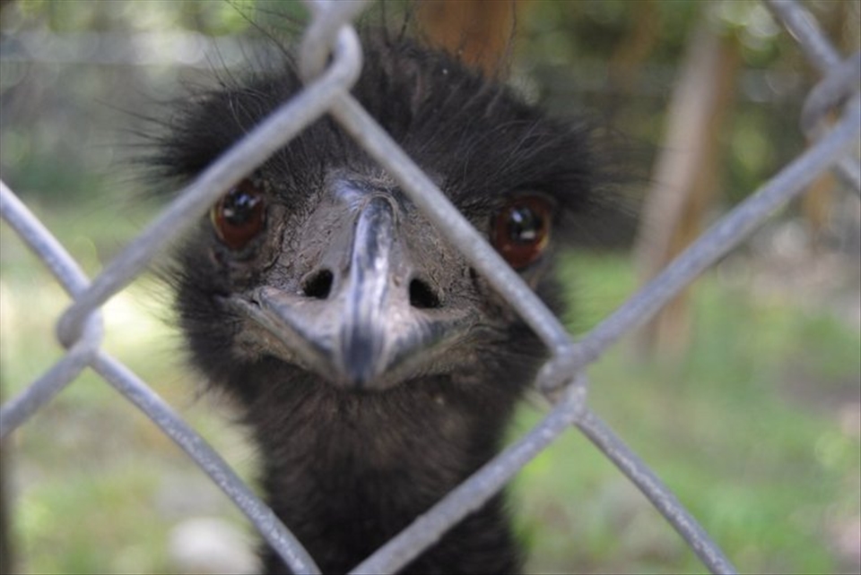 I was lucky to catch this shot with the amount of moving this guy did. One of my favourite places is the zoo, as much as I hate the idea of wild animals being confined to such small places. 