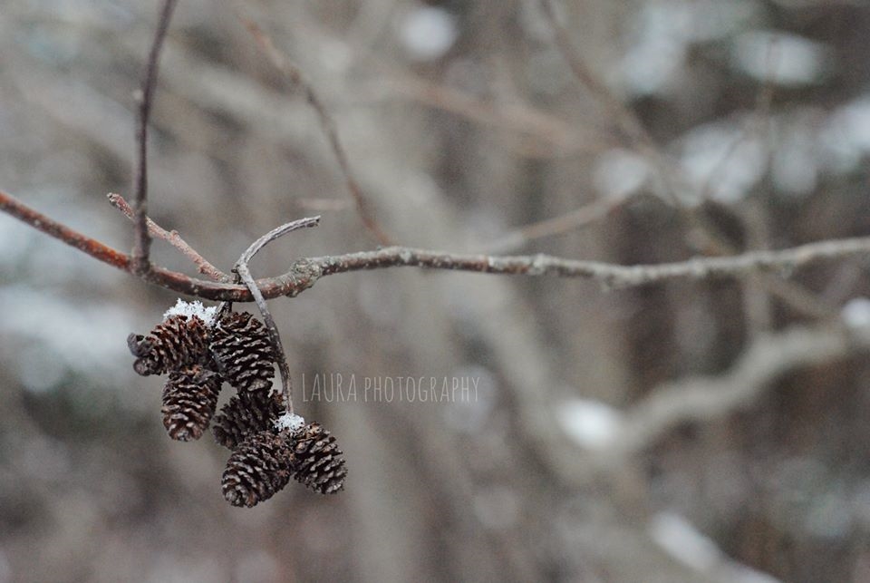 Winter is beautiful - I love the silence when it snows. This photo was taken just after it had finished snowing, and I decided to take a walk by myself to clear my head. We walk right by tiny things like this everyday and fail to see the beauty in something so simple.