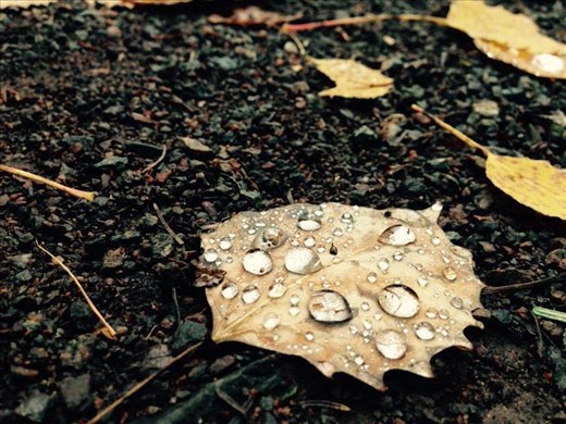 Autumn is my absolute favourite season, and I love when it rains. Rain is so peaceful, and the colors of the sky before, during, and after it rains are dull but beautiful. Fall showers are brilliant. 