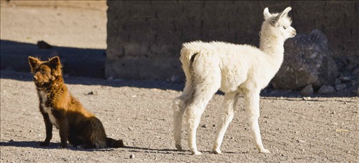 A boy's best friends. Pets - Bolivian altiplano style!