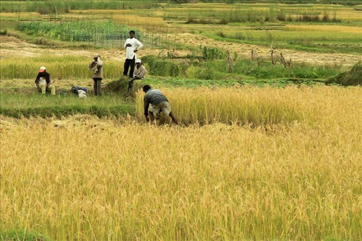 Men work in their rice fields during the harvest season. Most people in Madagascar have seasonal jobs but also spend hours working in their own rice fields to provide food for their families. 80% of the population live in poverty, and losing their crops will be devastating. 