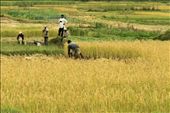 Men work in their rice fields during the harvest season. Most people in Madagascar have seasonal jobs but also spend hours working in their own rice fields to provide food for their families. 80% of the population live in poverty, and losing their crops will be devastating. : by laurabarclay, Views[1371]