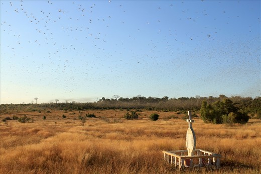 Locusts swarm around a grave in Madagascar. In the distance you can seen the cloud of locusts fly along the edge of the rainforest and next to crop fields. 
