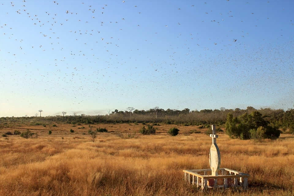 Locusts swarm around a grave in Madagascar. In the distance you can seen the cloud of locusts fly along the edge of the rainforest and next to crop fields. 