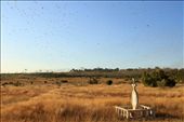 Locusts swarm around a grave in Madagascar. In the distance you can seen the cloud of locusts fly along the edge of the rainforest and next to crop fields. : by laurabarclay, Views[556]