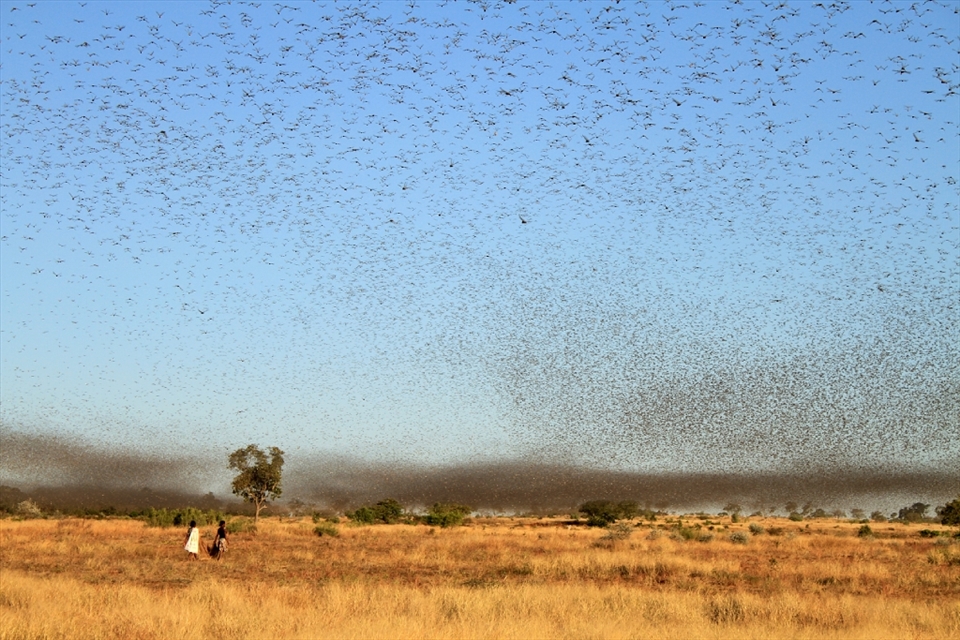 A locust plague is devastating Madagascar, with billions of locusts destroying crops and threatening the rainforests. When I came upon these locusts I thought at first it was a cloud of smoke from burning lands, but as we got closer we saw the real cloud - millions of locusts sweeping the landscape. Two little children run through the field catching locusts in bags. Families were roasting the locusts as a new food source to replace the crops lost due to the plague. 