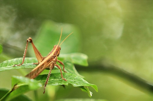 One of the locusts in Madagascar. While in Ranomafana National Park we saw a locust in the rainforest. Our guide, who has been guiding in the park for 30 years said he had never before seen a locust actually in the rainforest. If the locusts start destroying the rainforests as they have the crop fields, it would be disastrous for many endemic and unique species that are already suffering from deforestation. 
