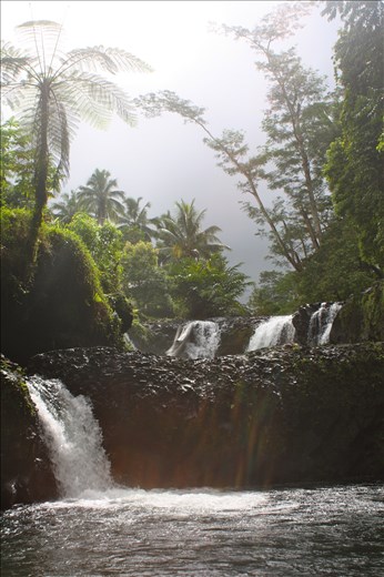 In the rainforest, water is everywhere.