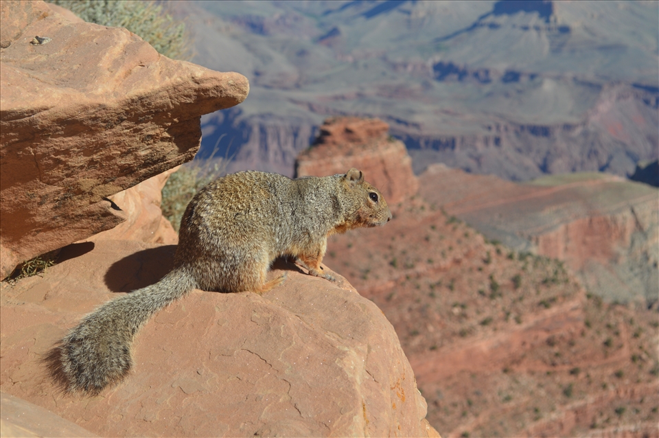 A new friend taking in his surroundings on the Kaibab Trail in the Grand Canyon
