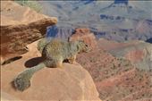 A new friend taking in his surroundings on the Kaibab Trail in the Grand Canyon: by lauramills, Views[209]