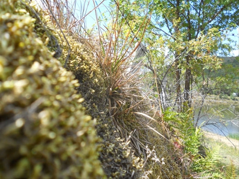 Dr. John Akeroyd, a British botanist and a UK Wildlife Trusts consultant, since 2000 regularly visits Transylvania. He is working on the project Protecting Romanian's lost world. Together with Romanian scientists, he made a study in which he declares having encountered at least eight ancient meadow, moorland and marshland communities of plants, all very rich in species. Sixty percent of the Rosia Montana area is covered by flowery meadows. Amongst the flowers, six species of meadow orchids are endangered in Romania. The British botanist was dazzled by the rich variety of Asplenium septentrionale he has seen here. Local people and committed supporters are still struggling to get sustainable development that could protect this unique heritage for Romania and all Europeans so that its miracle could mesmerize us in the future as well. 