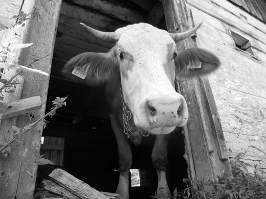 Six years after the mine in Rosia Montana was closed, local people can rely only on agriculture and on their livestock. It’s a simple life they have, but one full of joy. It’s the pleasure of working in the fresh air, the gratitude for the rain and the goodness of the sun that might probably be understood only by those who live in a close connection with nature. Most of the households have at least one or two cows. The grass is plenty and the meadows are rich in medical plants that assure highly nutritious and healthy meal for the cattle. Nobody heard about organic farming and bio products in this area simply because they don’t know any other way, nor can they imagine it. In 1989, there were 7.5 million cows in Romania. This number has decreased to 1.5 millions in 2012. The much awaited EU integration in 2007 did not help the small farmers: the Ministry of Agriculture does not support them and the European grants are out of their reach. So this is what a small farmer would get for their cow – a pierced ear with a registration number.
