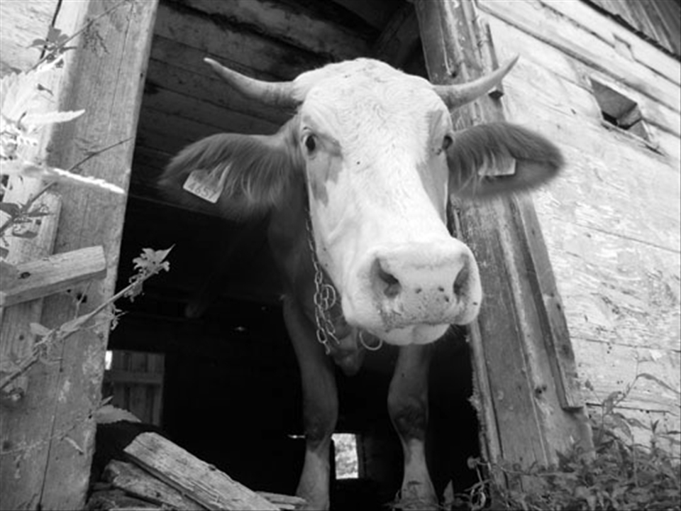 Six years after the mine in Rosia Montana was closed, local people can rely only on agriculture and on their livestock. It’s a simple life they have, but one full of joy. It’s the pleasure of working in the fresh air, the gratitude for the rain and the goodness of the sun that might probably be understood only by those who live in a close connection with nature. Most of the households have at least one or two cows. The grass is plenty and the meadows are rich in medical plants that assure highly nutritious and healthy meal for the cattle. Nobody heard about organic farming and bio products in this area simply because they don’t know any other way, nor can they imagine it. In 1989, there were 7.5 million cows in Romania. This number has decreased to 1.5 millions in 2012. The much awaited EU integration in 2007 did not help the small farmers: the Ministry of Agriculture does not support them and the European grants are out of their reach. So this is what a small farmer would get for their cow – a pierced ear with a registration number.