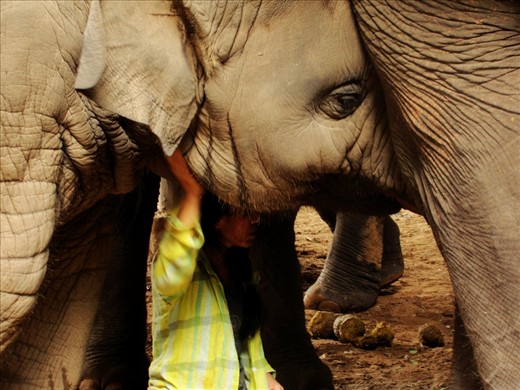 It’s about 4pm, and Lek is singing Faa Mae, the youngest elephant in the park, to sleep in her pen. Faa Mae nuzzles her parents’ legs and sways with the soft Thai lullaby. Lek, dwarfed by the “baby” and her cautious family, occasionally stops singing to shield her face from dirt flung by a nearby trunk.