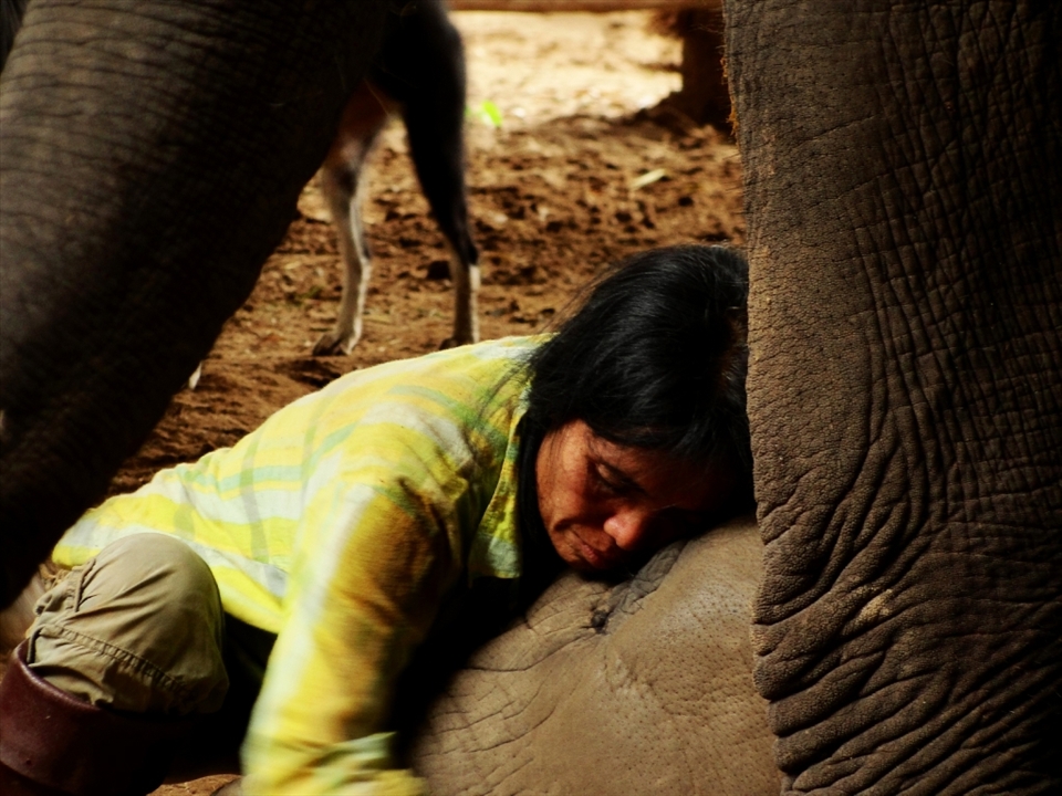 At last, Faa Mae teeters and drops like a sack of potatoes (albeit, one fit for a giant). Immediately, her family encircle her and Lek, their great stumps of legs forming a protective barrier. Lek, unfazed, continues to sing into the baby’s ear, while I try and stay the heck awake myself.