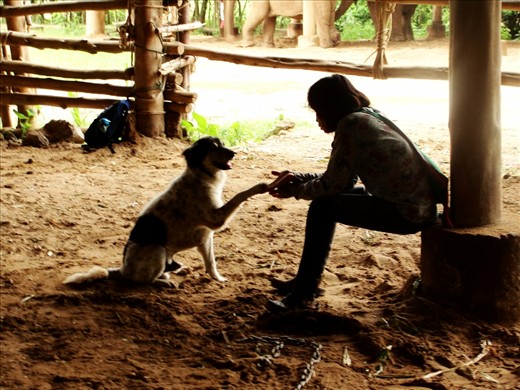 Away from the cooing crowd, a mahout teaches one of the resident dogs to shake hands. My time at ENP was filled with moments like this – staff members exchanging affection with the animals when they think no one is watching. Combine these loveable glimpses with the tireless efforts of the park’s coordinators to raise awareness of animal conservation, and you walk away with renewed faith in humanity.