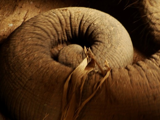 Faa Mae, suitably out of it, clutches a stray bamboo leaf into her trunk, curled up like an ammonite fossil. This image holds a strange level of emotiveness to me; pseudo philosophy aside, I see something of the fragility of the Asian elephant population represented here. Anyone else? No?