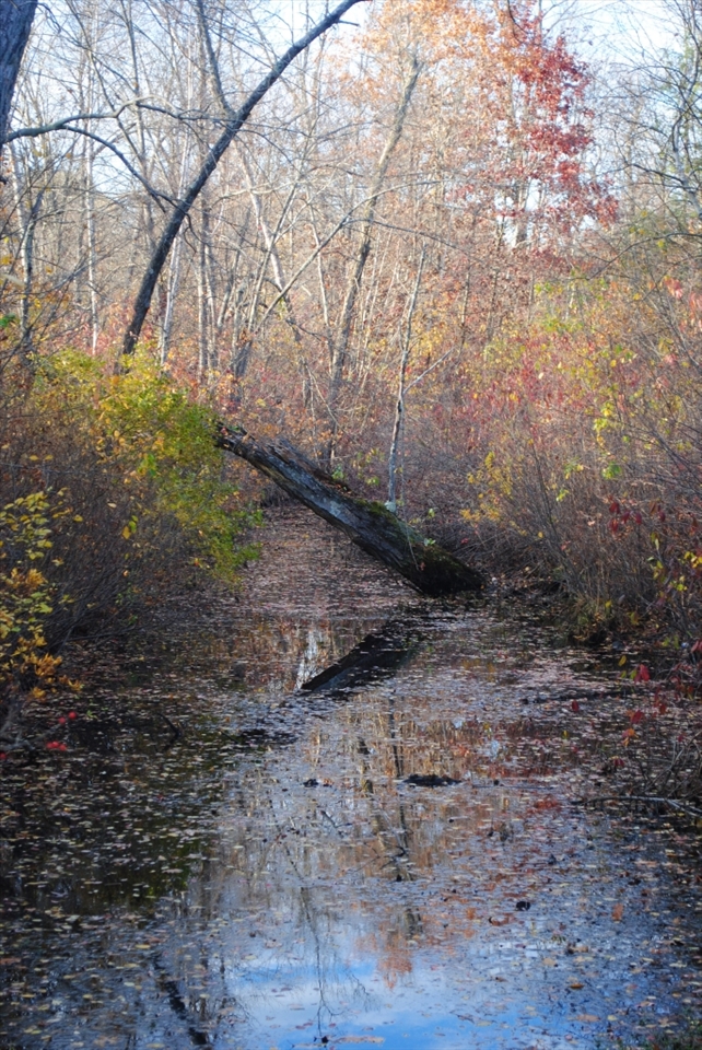 This photograph was taken minutes away form my house in Holliston Massachusettes during late autumn. Here one can see the numerous array of colors in the early evening sunset. The beauty of death and decay is seen in the bare log that sits in water as leaves fall all around. A quiet fragment of natures ever shifting dress in the cycles of the seasons.