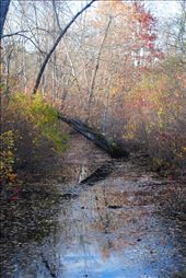 This photograph was taken minutes away form my house in Holliston Massachusettes during late autumn. Here one can see the numerous array of colors in the early evening sunset. The beauty of death and decay is seen in the bare log that sits in water as leaves fall all around. A quiet fragment of natures ever shifting dress in the cycles of the seasons.: by laurenainsworth, Views[708]